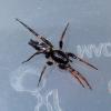 Herpyllinae inconnu